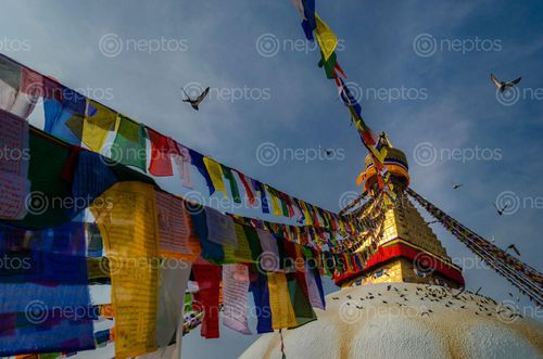 Find  the Image bouddhanath,patience,pays  and other Royalty Free Stock Images of Nepal in the Neptos collection.