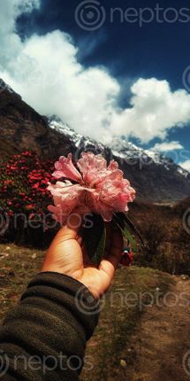 Find  the Image national,flower,nepal🇳🇵  and other Royalty Free Stock Images of Nepal in the Neptos collection.