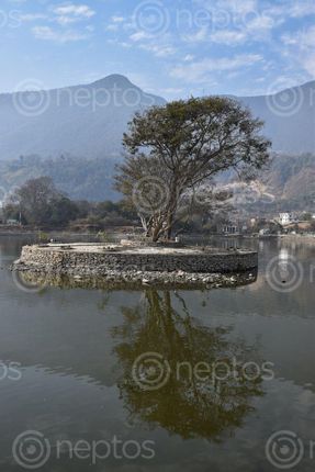 Find  the Image taudaha,lake,history,steeped,legend,believed,entire,kathmandu,valley,covered,water,manjushree,cut,gorge,chobhar,drain,left  and other Royalty Free Stock Images of Nepal in the Neptos collection.