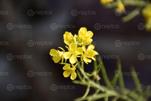 Find  the Image macro,shot,flower  and other Royalty Free Stock Images of Nepal in the Neptos collection.