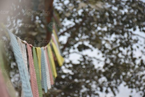 Find  the Image tibetan,prayer,flags  and other Royalty Free Stock Images of Nepal in the Neptos collection.