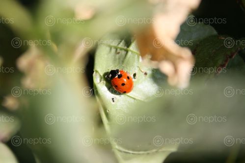 Find  the Image ladybug,hovering,green,leaf  and other Royalty Free Stock Images of Nepal in the Neptos collection.