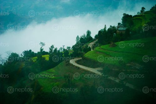 Find  the Image wonderful,agriculture,kavre,nature  and other Royalty Free Stock Images of Nepal in the Neptos collection.