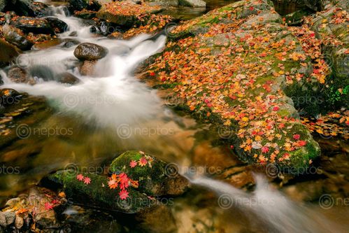 Find  the Image beautiful,vibrant,autumn,stream,mt,bantaesan,south,korea  and other Royalty Free Stock Images of Nepal in the Neptos collection.