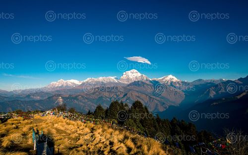 Find  the Image shining,mount,dhaulagiri,poonhill,myagdi,nepal  and other Royalty Free Stock Images of Nepal in the Neptos collection.