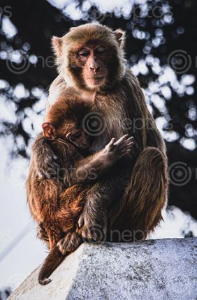 Find  the Image low,angle,shot,pashupatinat,temple,mother,feeding,milk,baby  and other Royalty Free Stock Images of Nepal in the Neptos collection.