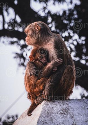 Find  the Image low,angled,shot,mother,monkey,feeding,milk,young  and other Royalty Free Stock Images of Nepal in the Neptos collection.