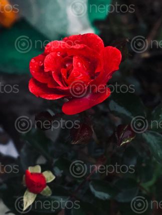 Find  the Image love,duo,admires,rose,rain  and other Royalty Free Stock Images of Nepal in the Neptos collection.