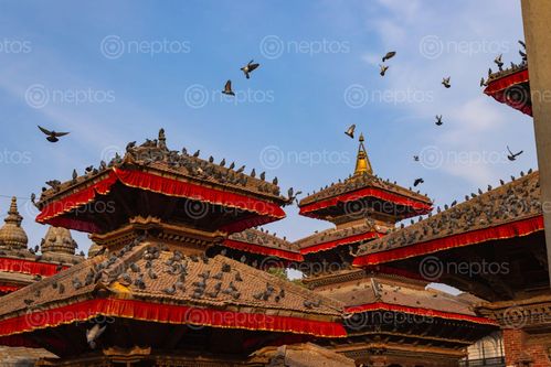 Find  the Image temples,located,kathmandu,durbar,squareworld,heritage,sites,declared,unesco,major,attraction  and other Royalty Free Stock Images of Nepal in the Neptos collection.