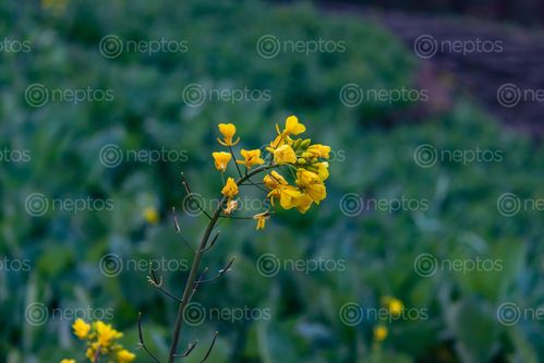 Find  the Image sprouting,flower,mustard,oil,plant  and other Royalty Free Stock Images of Nepal in the Neptos collection.