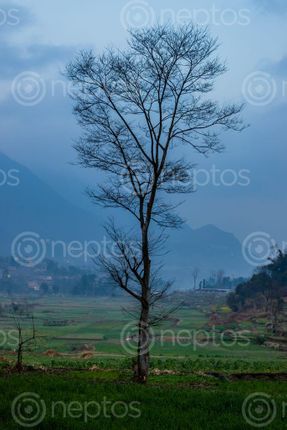 Find  the Image tree,middle,cultivable,land,nepal  and other Royalty Free Stock Images of Nepal in the Neptos collection.
