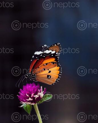 Find  the Image macro,shot,managed,caputer,perfect,timing,capturing,flower,butterfly,amazingly,sat,magic,giving,post,wanted,capture,photo,}  and other Royalty Free Stock Images of Nepal in the Neptos collection.