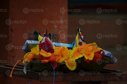 Find  the Image focused,flower,temple,nepal  and other Royalty Free Stock Images of Nepal in the Neptos collection.