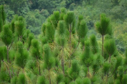 Find  the Image pine,trees,located,palpa,scenic,view,nepal  and other Royalty Free Stock Images of Nepal in the Neptos collection.