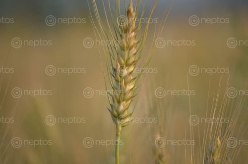 Find  the Image wheat,/,paddy,field,nepal  and other Royalty Free Stock Images of Nepal in the Neptos collection.
