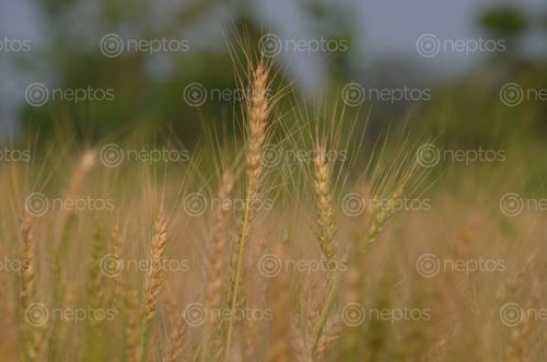Find  the Image wheat,field,chitwan,nepal  and other Royalty Free Stock Images of Nepal in the Neptos collection.