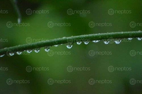 Find  the Image awesome,greenish,watery,leaf  and other Royalty Free Stock Images of Nepal in the Neptos collection.