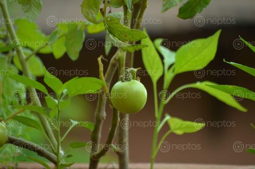 Find  the Image tomatoes,palpa,scenic,view,nepal  and other Royalty Free Stock Images of Nepal in the Neptos collection.