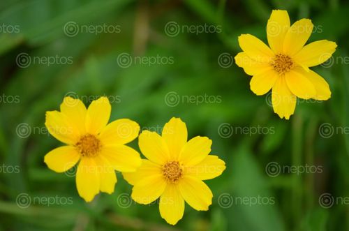 Find  the Image flowers,nepal,beauty  and other Royalty Free Stock Images of Nepal in the Neptos collection.