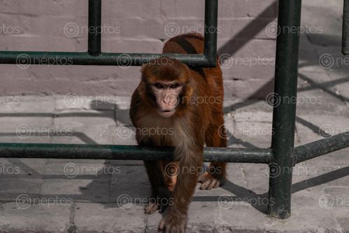 Find  the Image monkey,move,iron,barrier  and other Royalty Free Stock Images of Nepal in the Neptos collection.