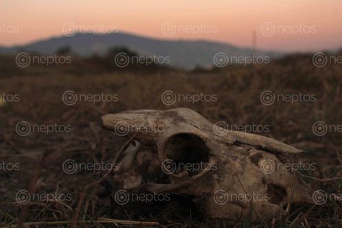 Find  the Image rapid,deforestation,environment,change,caused,species,animals,plants,extinct,picture,shows,skull,animal,victim,climate  and other Royalty Free Stock Images of Nepal in the Neptos collection.