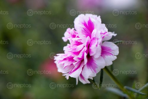 Find  the Image lovely,ravishing,flower  and other Royalty Free Stock Images of Nepal in the Neptos collection.
