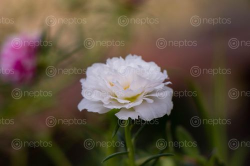Find  the Image premium,white,flower  and other Royalty Free Stock Images of Nepal in the Neptos collection.