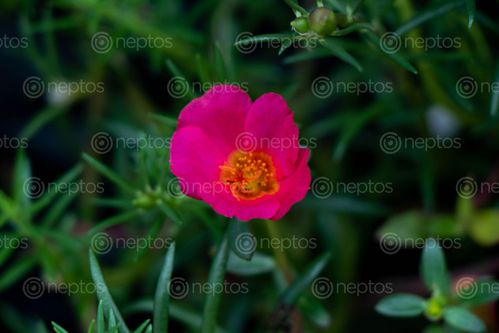 Find  the Image luminous,pink,flower  and other Royalty Free Stock Images of Nepal in the Neptos collection.