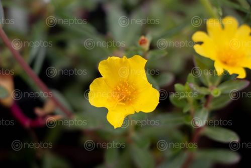 Find  the Image rich,yellow,color,flower  and other Royalty Free Stock Images of Nepal in the Neptos collection.