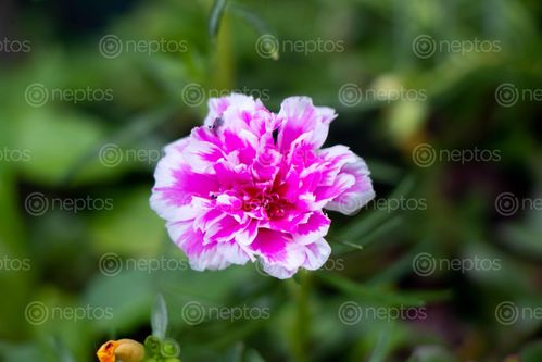 Find  the Image musky,-pastel,flower  and other Royalty Free Stock Images of Nepal in the Neptos collection.