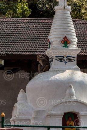 Find  the Image away-look,monkey,stupa,swayambhunath,kathmandu  and other Royalty Free Stock Images of Nepal in the Neptos collection.