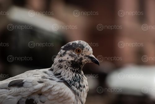 Find  the Image closeup,pigeon,patan,durbar,square  and other Royalty Free Stock Images of Nepal in the Neptos collection.
