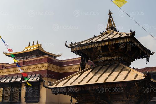 Find  the Image monastery,located,swayambhunathmonkey,temple,kathmandu  and other Royalty Free Stock Images of Nepal in the Neptos collection.