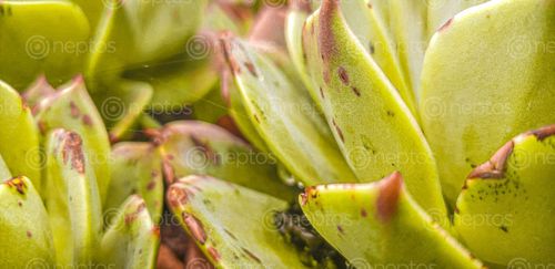 Find  the Image year's,visit,darjeeling,interesting,plant,found,called,succulent,specie  and other Royalty Free Stock Images of Nepal in the Neptos collection.