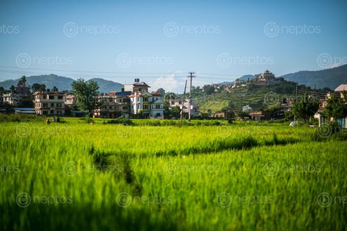Find  the Image view,bhaisipatilalitpur  and other Royalty Free Stock Images of Nepal in the Neptos collection.