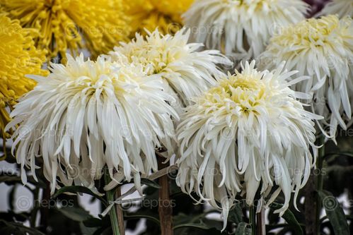 Find  the Image chrysanthemum,plant,daisy,family,brightly,coloured,ornamental,flowers,existing,cultivated,varieties  and other Royalty Free Stock Images of Nepal in the Neptos collection.