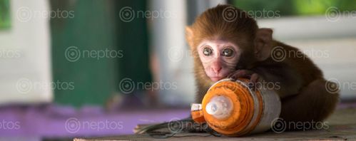 Find  the Image baby,monkey  and other Royalty Free Stock Images of Nepal in the Neptos collection.