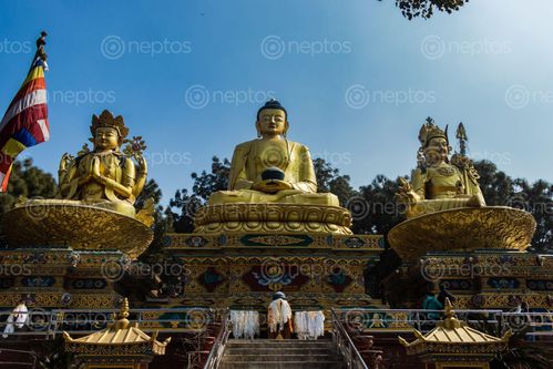 Find  the Image golden,buddha,statues,park,swayambhunath,area,kathmandu,nepal  and other Royalty Free Stock Images of Nepal in the Neptos collection.