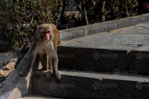 Find  the Image monkey,stairs  and other Royalty Free Stock Images of Nepal in the Neptos collection.