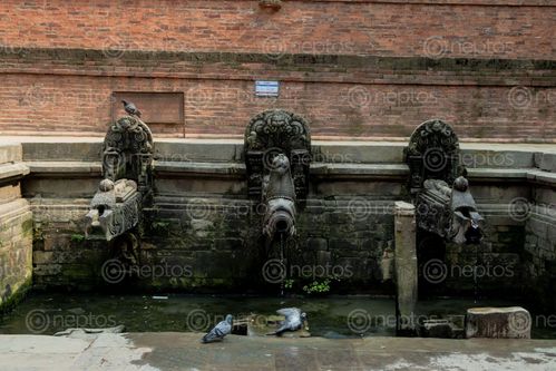 Find  the Image dried,dhunge,dharastone,spout,patan,durbar,square,nepal,pigeon,bath  and other Royalty Free Stock Images of Nepal in the Neptos collection.