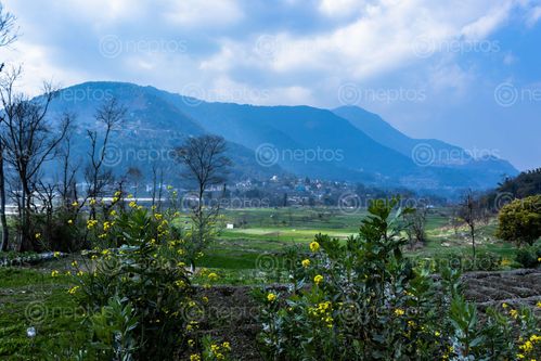 Find  the Image agricultered,land,village,nepal,mustard,oil,plant  and other Royalty Free Stock Images of Nepal in the Neptos collection.