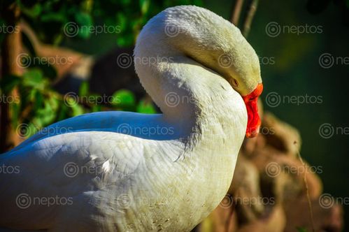 Find  the Image white,wild,duck,enjoying,sun  and other Royalty Free Stock Images of Nepal in the Neptos collection.