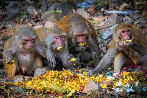 Find  the Image monkeys,eating,home,made,foods  and other Royalty Free Stock Images of Nepal in the Neptos collection.