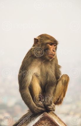 Find  the Image monkey,sitting,enjoying  and other Royalty Free Stock Images of Nepal in the Neptos collection.