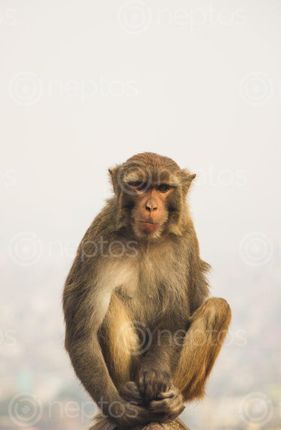 Find  the Image monkey,sitting,enjoying  and other Royalty Free Stock Images of Nepal in the Neptos collection.