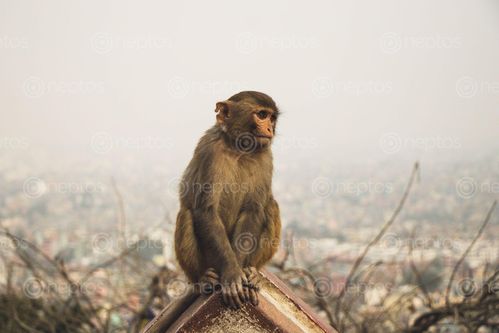 Find  the Image brown,baby,monkey,sitting,enjoying  and other Royalty Free Stock Images of Nepal in the Neptos collection.