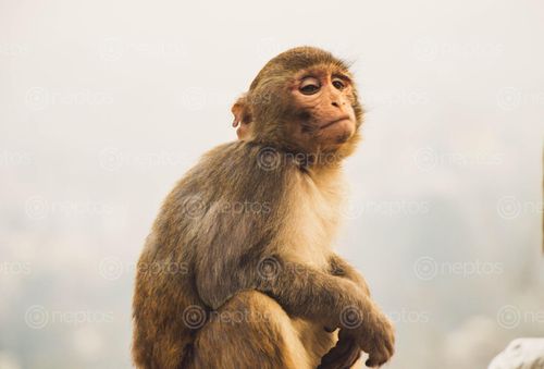 Find  the Image brown,monkey,sitting,enjoying  and other Royalty Free Stock Images of Nepal in the Neptos collection.