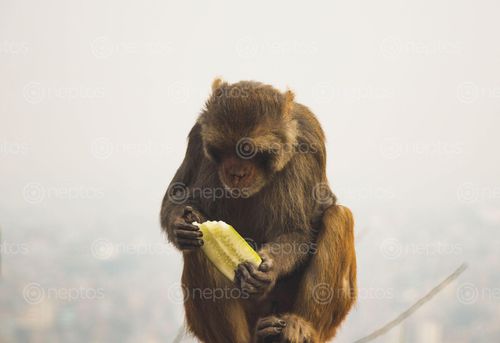Find  the Image monkey,sitting,eating,cucumber  and other Royalty Free Stock Images of Nepal in the Neptos collection.