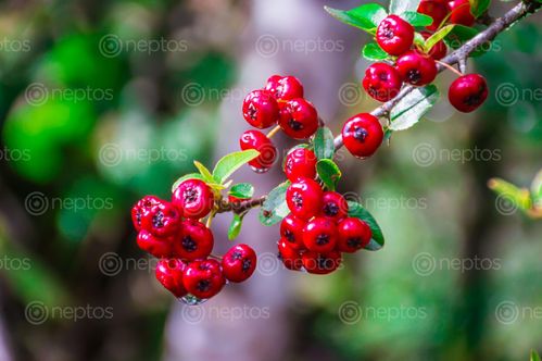 Find  the Image edible,natural,red,berry  and other Royalty Free Stock Images of Nepal in the Neptos collection.