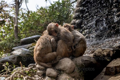 Find  the Image sound,sleep,monkeys,human,made,falls,swayambhunath,nepal,world,heritage,site,declared,unesco  and other Royalty Free Stock Images of Nepal in the Neptos collection.